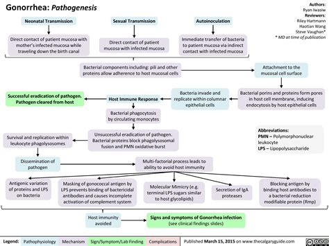 Pathophysiology Of Gonorrhea Diagram