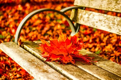 Autumn Leaves On The Bench In The Park Hd Wallpaper