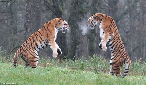 Big tigger has words for nick cannon wild n out wildstyle. The fighting tigers: Snarling big cats mist the cold air ...
