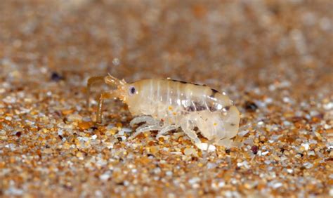 How Long Do Sand Flea Bites Last The Facts You Need To Know