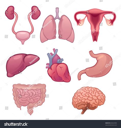 7403 Draw Organs Body Part Images Stock Photos And Vectors Shutterstock