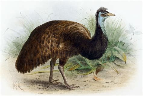 Kangaroo Island Emu