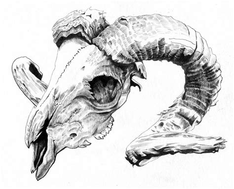 Rams Skull By Lownlymusic On Deviantart Animal Skull Drawing Animal