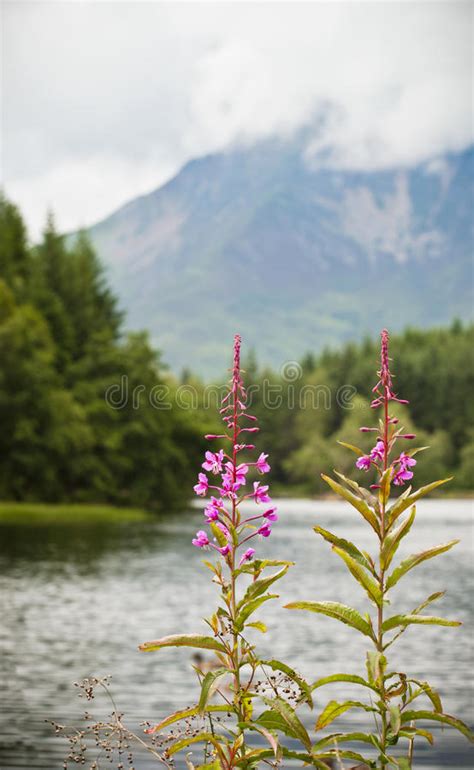 Pink Flowers And Mountains Stock Image Image Of Loch 33884619