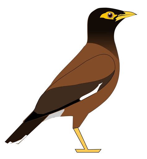 Filecommonmyna