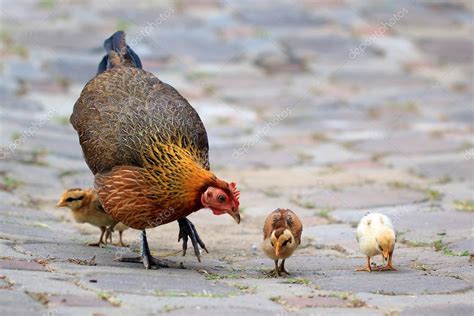 Gallina Y Sus Pollitos — Foto De Stock 42370183 — Depositphotos