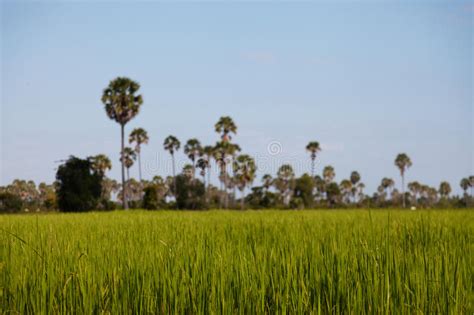 Countryside Cambodian Landscape Stock Photo Image Of Harvest Farming
