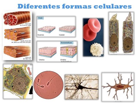Diversidad Celular — Biologia — Células — Wikisabio