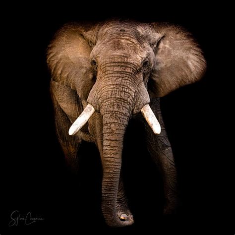 Elephant In The Dark Sowild