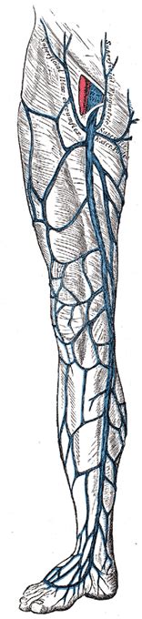 The Veins Of The Lower Extremity Abdomen And Pelvis Human Anatomy