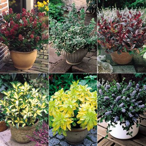 Shrubs For Landscaping Small Evergreen Shrubs Low Maintenance Shrubs