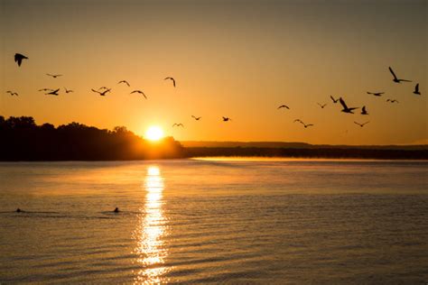 Birds Flying At Sunrise On Mississippi River 1 Wisconsin Great