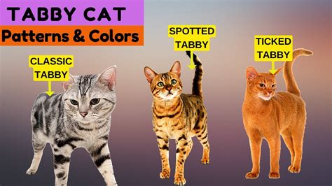 Tabby Cat Common Patterns And Colors Youtube