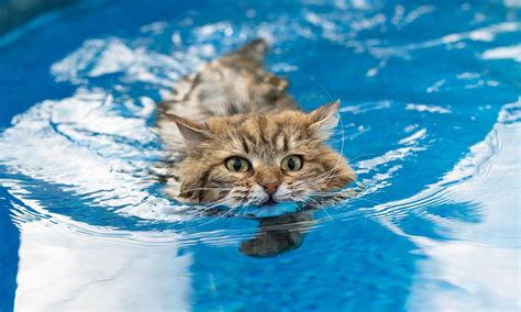 How To Train Your Cat To Swim Step By Step Mi Cat Guide