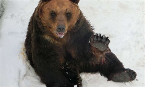 What Bears Live In Japan A Z Animals