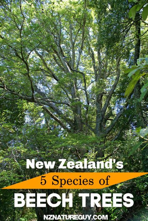 The 5 Beech Tree Species In New Zealand New Zealand Nature Guy