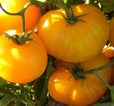 40 Organic Azoychka Tomato Seeds Organic Russian Heirloom Etsy