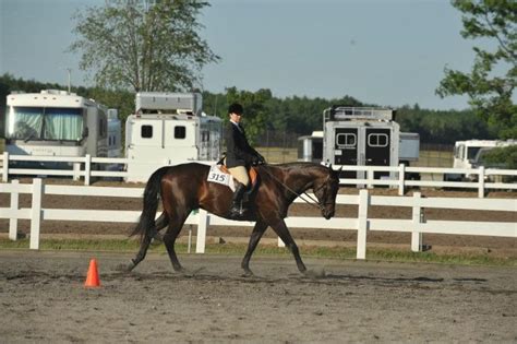 Top Five Tips For Perfecting Your Horse Show Patterns Msu Extension