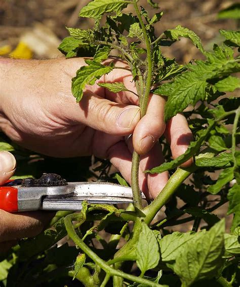 Tomato Suckers How And When To Prune ⋆ Big Blog Of Gardening
