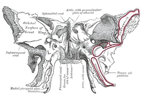 Sphenoid Anatomi Proses Pterygoid Fungsi Terbaru 2022 Apa