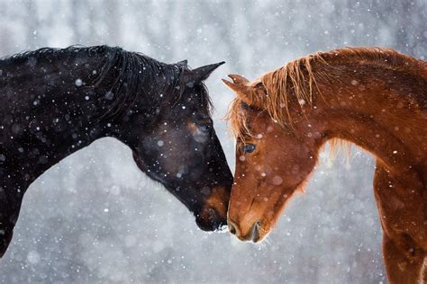 Natural Light Equine Portraits Horses In Snow Best Friends