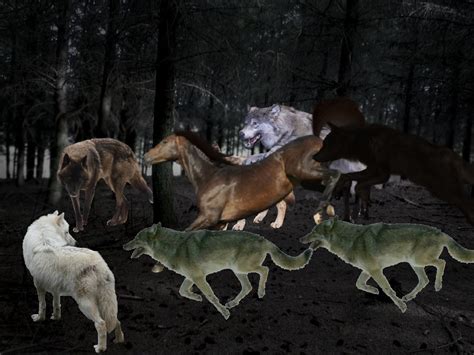 A Pack Of Wolves Work Together Attacking And Taking Down An Horse