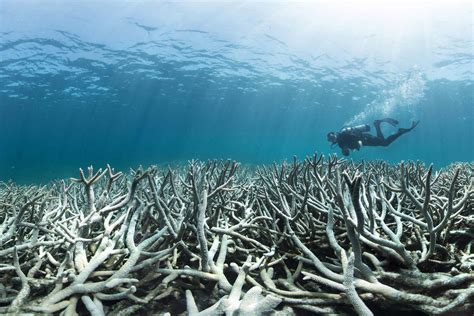 Australias Broken Promise To The Great Barrier Reef New Scientist