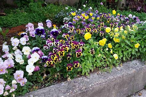 250500 Seeds Pansy Winterflower Bloom Winter Early Plants Seeds