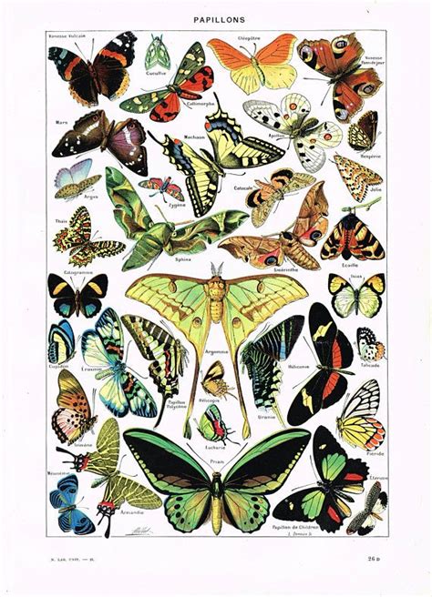 Very Rare Original French Larousse Print Lithograph Butterflies