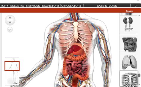 Trasplante Desacuerdo Aturdir Ver Anatomia Del Cuerpo Humano Giratorio