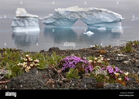 Iceberg Floating In The Water Off The Coast Of Greenland Flowers On