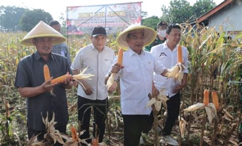 Ksp Moeldoko Panen Raya Jagung Di Pemalang Pemerintah Kabupaten Pemalang