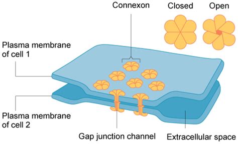 Connections Between Cells And Cellular Activities · Biology