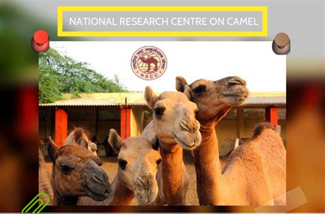 More than half the camels bred in india come from the national research centre including those used in the camel regiment of the indian army. Trip to National Research Centre on Camel Bikaner - BLOGratify