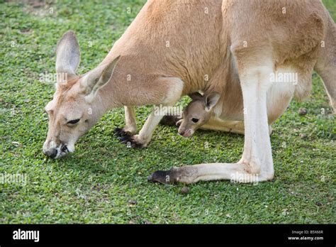 Kangaroo Mother With Joey In Pouch Stock Photo Alamy