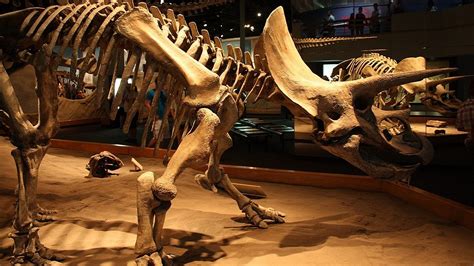 Largest Triceratops Skeleton Expected To Sell For Over 14 Million