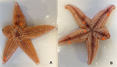 Sea Star Wasting Disease In Captive Common Sea Stars Asterias Rubens