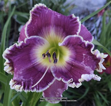 Photo Of The Bloom Of Daylily Hemerocallis Raspberry Eclipse Posted