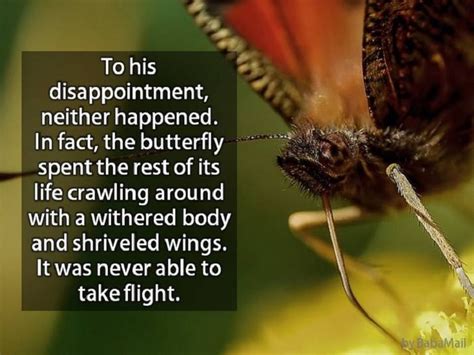 An Inspiring Butterfly Story