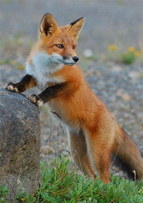 Red Fox By Kristine Sowl Zorro Mascota Animales