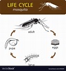 Life cycle mosquito Royalty Free Vector Image - VectorStock