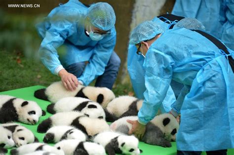 23 Panda Cubs Born In 2016 Make Debut In Sw China Cctv News Cctv