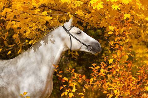 Best Horse Autumn Stock Photos Pictures And Royalty Free Images Istock