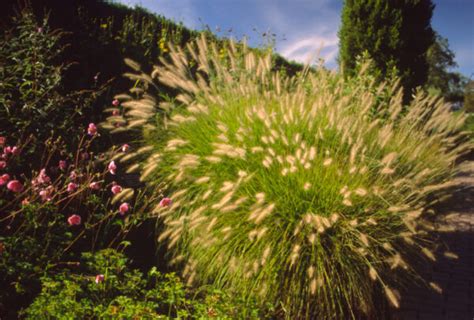 PENNISETUM Alopecuroides Hameln Dwarf Fountain Grass