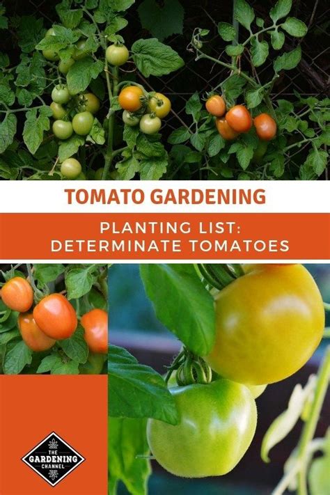 List Of Determinate Tomatoes From A To Z Gardening Channel
