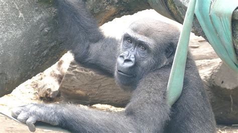 Gorillas Living In Tokyo No2ueno Zoo 201909 Youtube