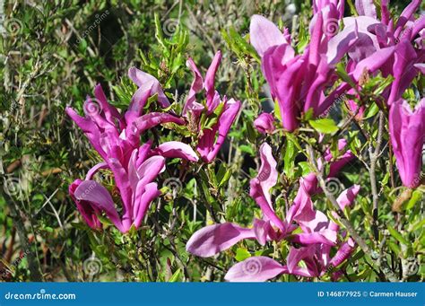 Purple Blossoms Of A Flowering Magnolia Tree Stock Image Image Of