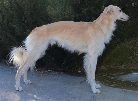 silken windhound breed guide learn   silken windhound