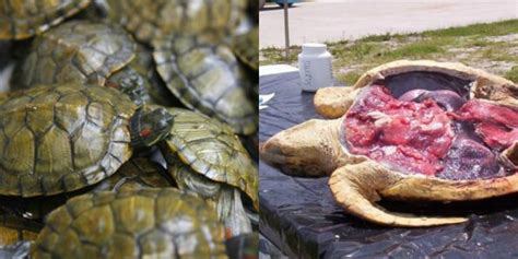 After Snake Meat Live Turtles And Turtle Meat Recovered From Karachi