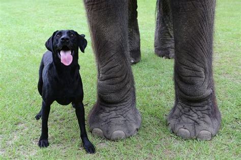 This Elephant And Dog Are Best Friends Forever 10 Pics
